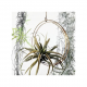 Airplant display ring small | Nancy Design