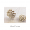 King Protea | Nancy Design