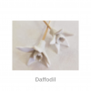 Daffodil | Nancy Design